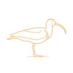 Animals Shorebirds Ibisbill Sticker Outline Svg File, Free Vectors File